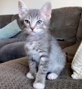 [picture of Mason, a Domestic Short Hair silver tabby/white\ cat] 