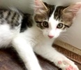 [picture of Sophio, a Domestic Long Hair black/brown tabby/white cat]