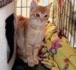 [picture of Orange Berry, a Domestic Short Hair orange cat]