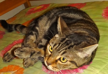 [picture of Gigi, a Domestic Short Hair gray swirl tabby cat]