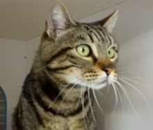 [picture of Gigi, a Domestic Short Hair gray swirl tabby cat]