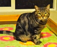 [picture of Gigi, a Domestic Short Hair gray swirl tabby cat]