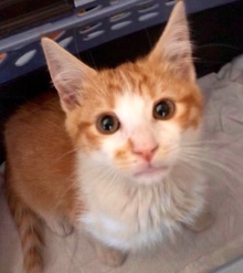 [picture of Humphry, a Domestic Short Hair white/orange cat]