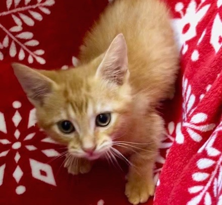 [picture of Boosie, a Domestic Short Hair orange\ cat] 