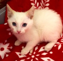 [picture of Wazz, a Siamese Mix flame point cat]