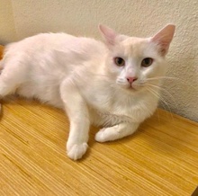 [another picture of Autumn, a Domestic Short Hair white\ cat] 