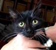 [picture of Sweet Sara, a Domestic Short Hair black/white cat]