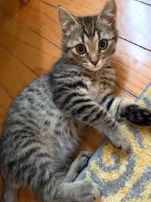 [another picture of , a Domestic Short Hair brown tabby\ cat] 