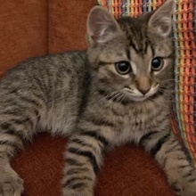[picture of , a Domestic Short Hair brown tabby\ cat] 