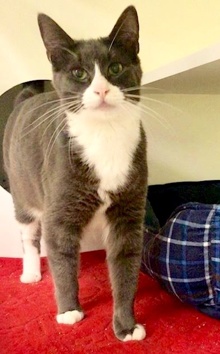[another picture of Ramses, a Domestic Short Hair blue/white\ cat] 