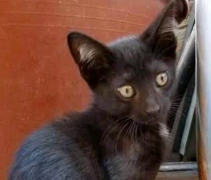 [picture of Bastian, a Domestic Short Hair black\ cat] 