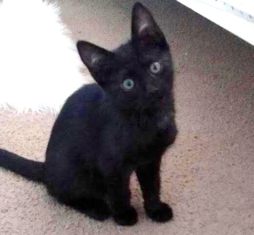 [picture of Snicker Bar, a Domestic Short Hair black\ cat] 