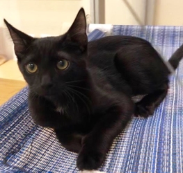 [picture of Kalua Fudge, a Bombay Mix black cat]