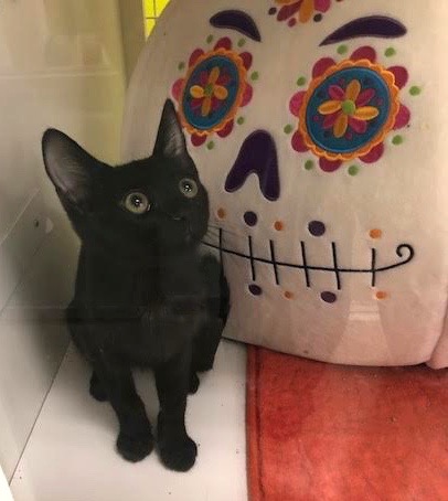 [picture of Kalua Fudge, a Bombay Mix black cat]