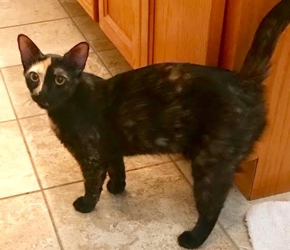 [picture of Penney Loafer, a Domestic Short Hair tortie cat]