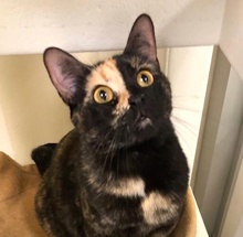 [picture of Penney Loafer, a Domestic Short Hair tortie\ cat] 