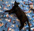 [picture of Mr Midnight, a Domestic Short Hair black cat]