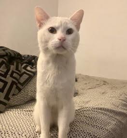 [another picture of Chinook, a Domestic Short Hair white\ cat] 