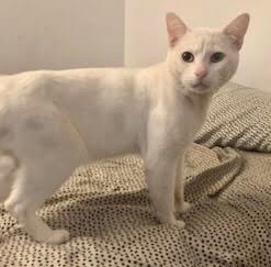 [picture of Chinook, a Domestic Short Hair white\ cat] 