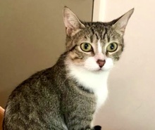 [picture of Cora, a Domestic Short Hair gray tabby/white\ cat] 