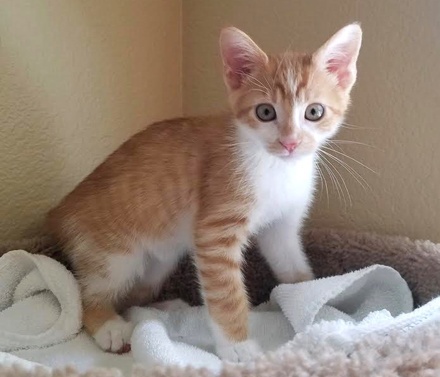 [picture of Little Lionheart, a Domestic Short Hair orange/white\ cat] 