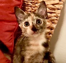 [picture of Halsey, a Domestic Short Hair tortie\ cat] 
