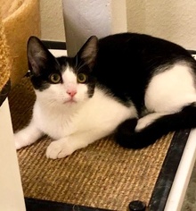 [another picture of Coarline, a Domestic Short Hair black/white\ cat] 