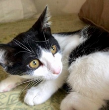 [picture of Coarline, a Domestic Short Hair black/white cat]