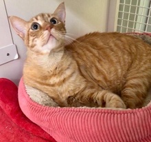 [another picture of Ivan, a Oriental Short Hair Mix orange\ cat] 