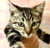[picture of Marble, a Domestic Short Hair brown marble tabby cat]