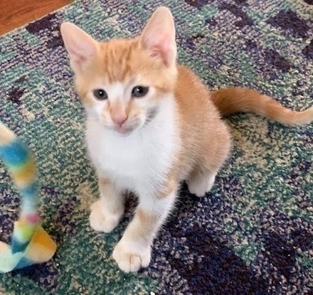 [picture of Confetti, a Domestic Short Hair orange/white\ cat] 