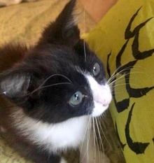 [picture of Ms Springsteen, a Domestic Medium Hair black/white cat]