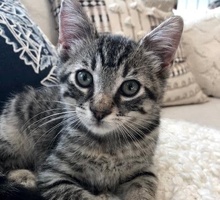 [picture of Gus, a Domestic Short Hair silver tabby\ cat] 
