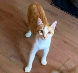 [picture of Bruder, a Domestic Short Hair orange/white cat]