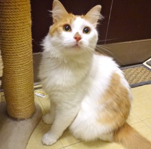 [another picture of Jerry, a Turkish Van orange/white\ cat] 