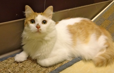 [picture of Jerry, a Turkish Van orange/white cat]