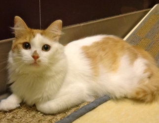 [picture of Jerry, a Turkish Van orange/white cat]