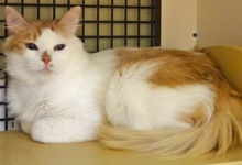 [picture of Jerry, a Turkish Van orange/white cat]