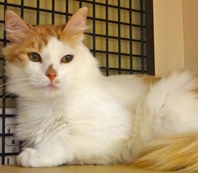 [picture of Jerry, a Turkish Van orange/white cat]