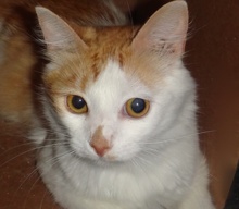 [picture of Jerry, a Turkish Van orange/white\ cat] 