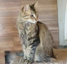 [picture of Telle, a Domestic Long Hair gray cat]