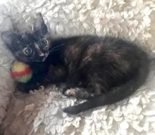 [picture of Starburst, a Domestic Short Hair tortie cat]