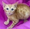[picture of Fizz, a Domestic Short Hair orange cat]