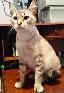 [another picture of Newella, a Siamese Mix lynxpoint\ cat] 