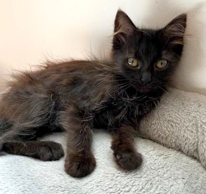 [picture of Brandy, a Domestic Long Hair black\ cat] 