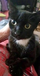 [picture of Meow Meow, a Domestic Short Hair black/white cat]