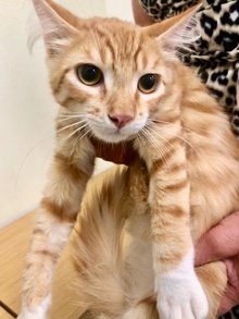 [another picture of Mai Tai, a Domestic Short Hair orange tabby\ cat] 