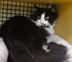 [picture of Puff, a Domestic Long Hair black/white tuxedo cat]