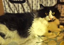 [picture of Puff, a Domestic Long Hair black/white tuxedo cat]