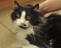 [picture of Puff, a Domestic Long Hair black/white tuxedo cat]